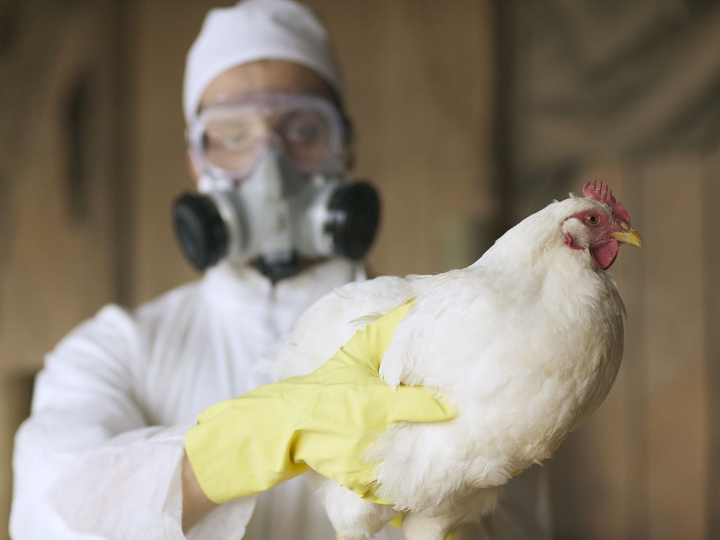 Gripi i shpendëve H5N1 Durrës Karantinë Biosiguri Kontrolle Asgjësim Simptoma