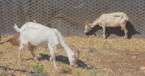Vatra e Parë e Murtajës së Bagëtive Konfirmohet edhe në Korçë, Alarm në Jug
