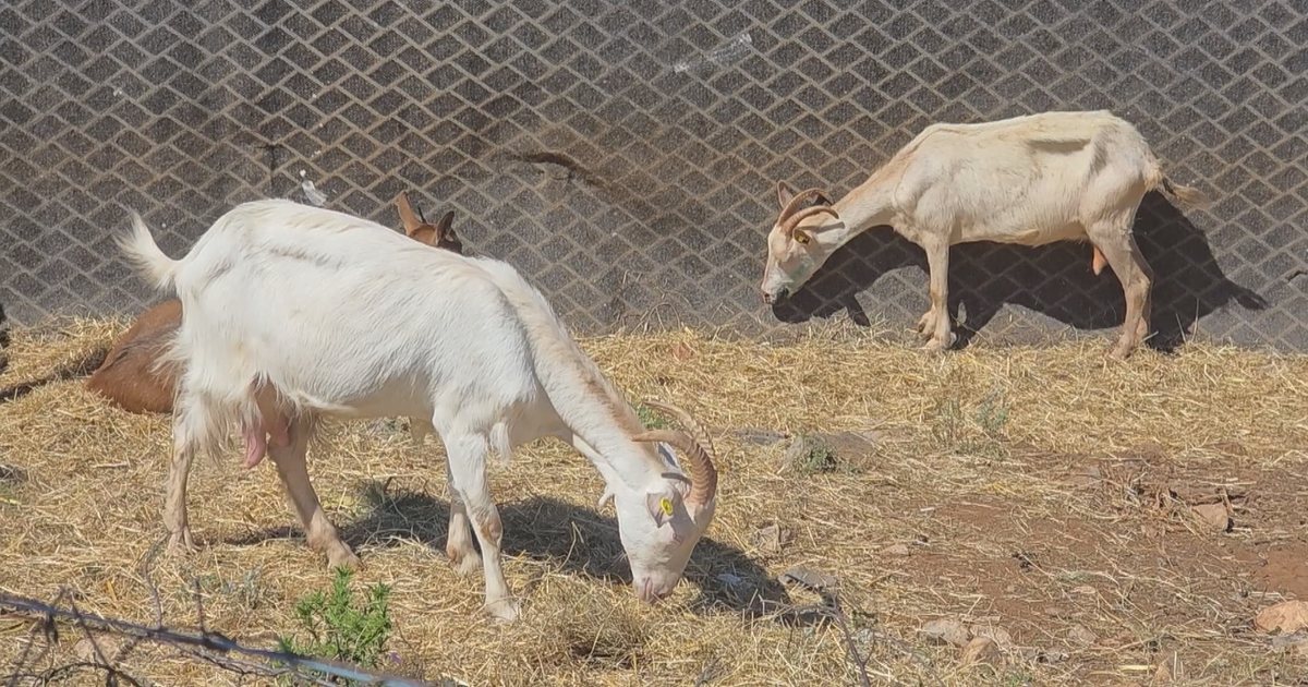 Fermë bagëtish Shkodër Domen Karantinë Sëmundje virale Bagëti të imëta Veteriner Mostra gjaku Virus ngjitës Zamir Milani