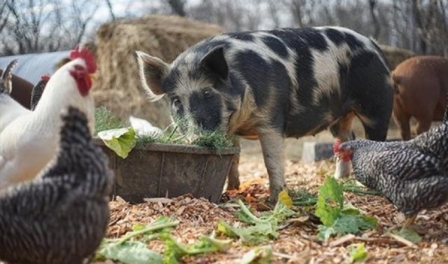 Autoritetet veterinare shqiptare kanë konfirmuar rastin e parë të Murtajës së Ruminantëve të Vegjël (PPR) në Shqipëri. Sëmundja, e cila është shumë ngjitëse për bagëtitë e imëta, u identifikua në një fermë dhish në njësinë administrative Postribë, Qarku Shkodër. Diagnoza është vërtetuar nga Instituti i Sigurisë Ushqimore dhe Veterinarisë, pas analizimit të mostrave të marra nga Shërbimi Veterinar në terren. Menjëherë pas konstatimit të virusit, autoritetet kanë zbatuar masat e përcaktuara në Planin Kombëtar të Kontigjencës për këtë sëmundje, duke garantuar izolimin dhe kontrollin e situatës. Bashkia Shkodër ka lëshuar një thirrje për fermerët dhe mbarështuesit e kafshëve të imta që të marrin masa parandaluese, të kufizojnë lëvizjet e kafshëve dhe të raportojnë çdo shenjë të dyshimtë. Simptomat përfshijnë temperaturë, rrjedhje nazale, inflamacion të syve, diarre apo ngordhje të papritur. Për raportime, duhet kontaktuar Shërbimi Veterinar Rajonal ose numri falas 0800 3366. Theksohet se PPR nuk është një sëmundje zoonotike dhe nuk paraqet rrezik për shëndetin e njerëzve. Autoriteti Kombëtar i Veterinarisë dhe Mbrojtjes së Bimëve do të vazhdojë monitorimin e situatës në bashkëpunim me strukturat përkatëse dhe do të informojë publikun për çdo zhvillim.