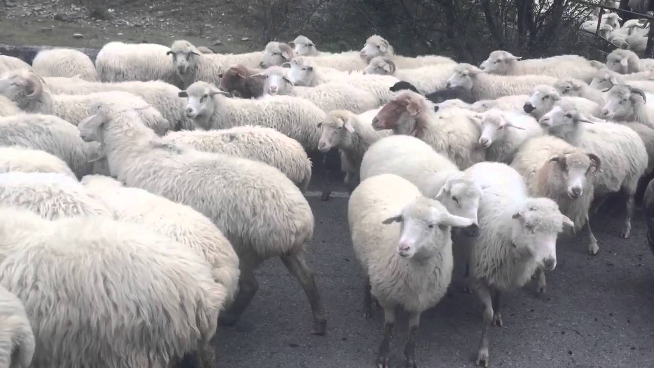 Murtaja e bagëtive, PPR, Shqipëri, Kosovë, Agjencia e Ushqimit dhe Veterinarisë (AUV), fermerë, kufi, dele, dhi, shpërthim sëmundjeje, paralajmërim.